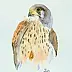 Zdzisław Rutkowski - kestrel falcon
