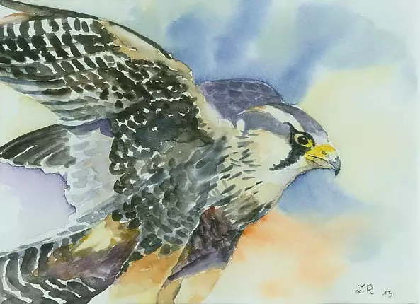 Zdzisław Rutkowski - Sokół wędrowny