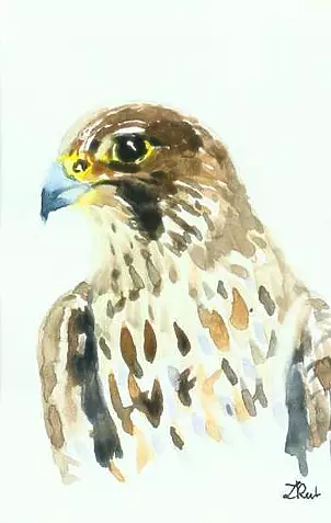 Zdzisław Rutkowski - Sokół wędrowny