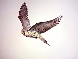 Zdzisław Rutkowski - Sokół wędrowny