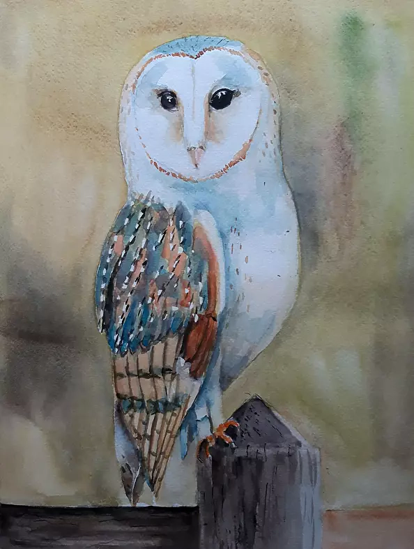 Zdzisław Rutkowski - Barn owl