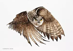   - Owl in flight