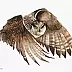 Karolina Kijak - Owl in flight