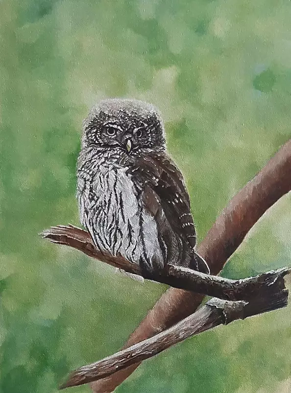 Aleksandra Kurzyńska - pygmy owl