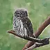 Aleksandra Kurzyńska - pygmy owl