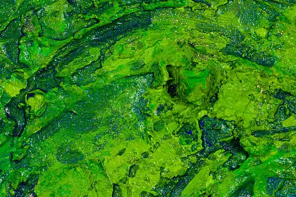 Pamela Rys - Spiritual Rebirth