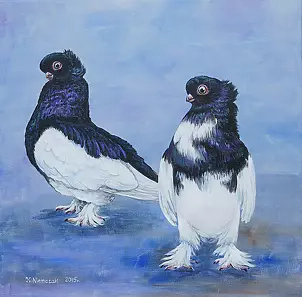 Katarzyna Niemczak - Sroczki