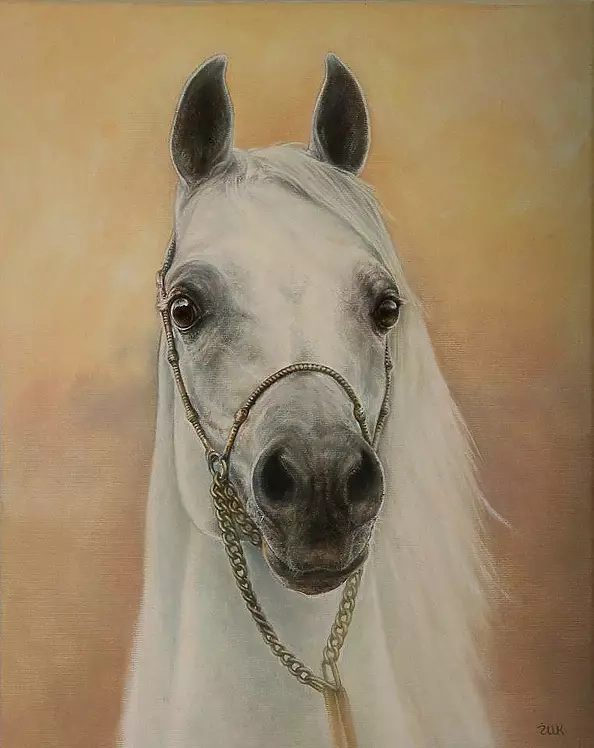 Marzena Zuk - Stallion