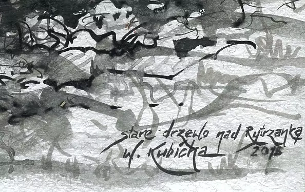 Witold Kubicha - Stare drzewo nad Rytrzanką