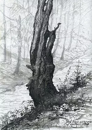   - Old tree over Rytrzanka