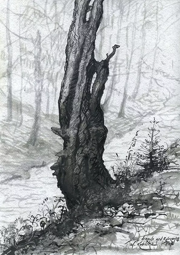 Witold Kubicha - Stare drzewo nad Rytrzanką