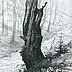 Witold Kubicha - Vieux arbre sur Rytrzanka