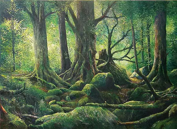 Jacek Siedlec - old forest