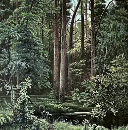 Wojciech Kądziołka, Пруд в лесу, Масляная картина - холст, 40 x 60