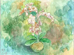 Marzena Salwowska - orchidée