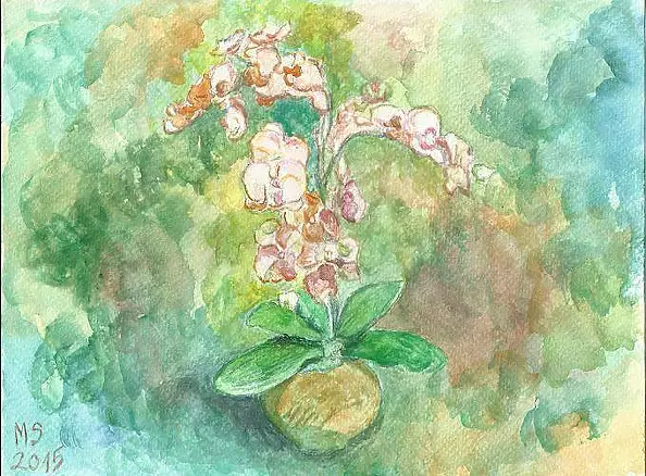Marzena Salwowska - Orchid