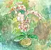 Marzena Salwowska - Orchid
