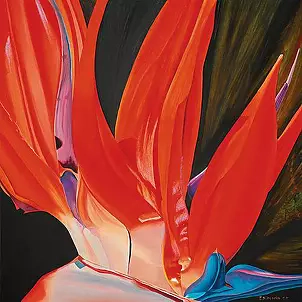   - Streliztia reginae