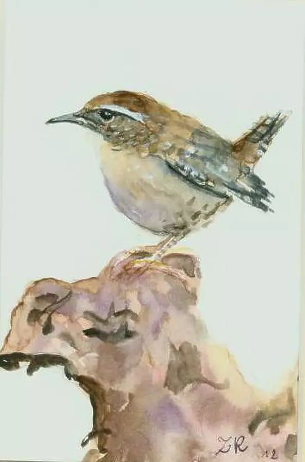 Zdzisław Rutkowski - Wren