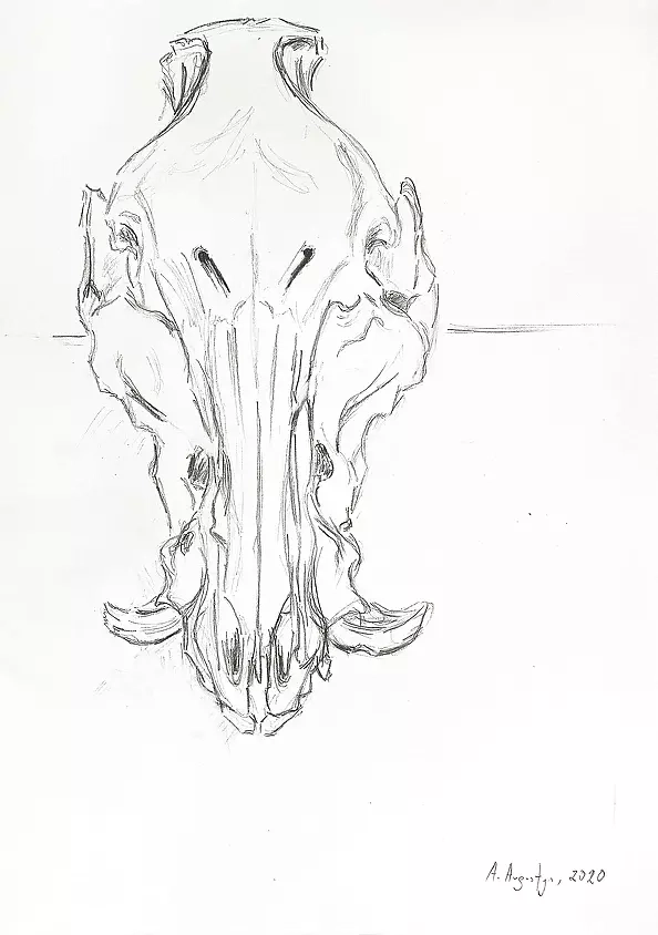 Amelia Augustyn - Skull study III