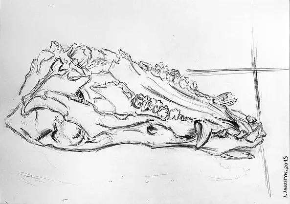 Amelia Augustyn - Skull study II