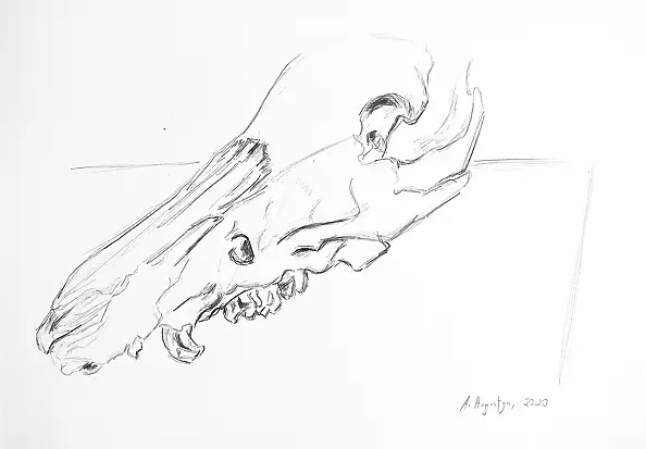 Amelia Augustyn - Studium czaszki IV