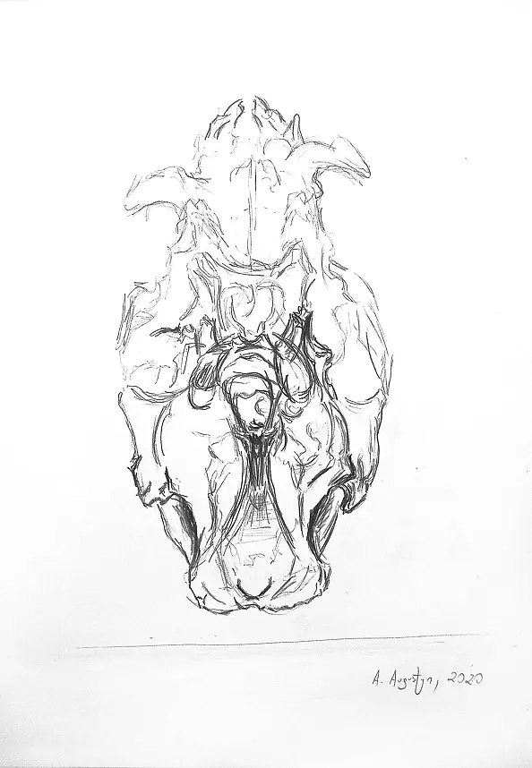 Amelia Augustyn - Skull study V