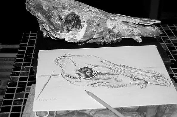 Amelia Augustyn - Skull study