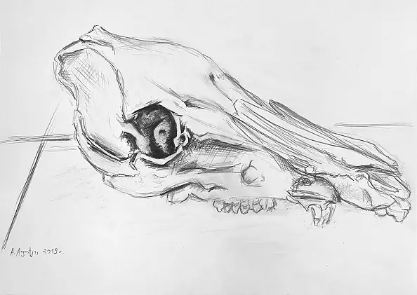 Amelia Augustyn - Skull study