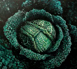   - Study savoy cabbage