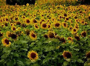  - Sunflowers