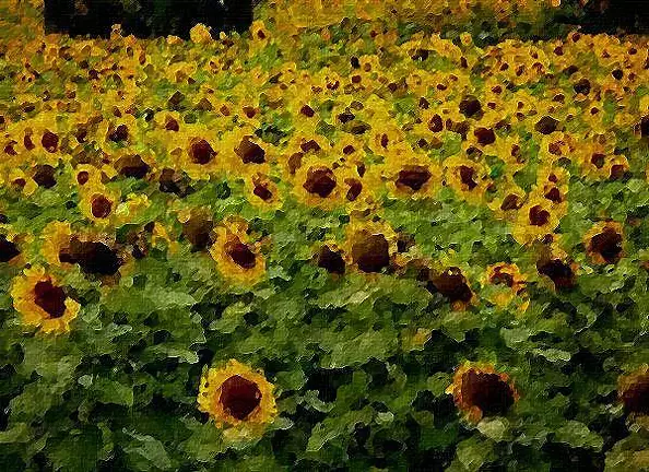 Neacsu Karelia Mihaela - Sunflowers