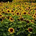 Neacsu Karelia Mihaela - Sunflowers