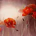 Lidia Olbrycht - Licht und rote Mohnblumen