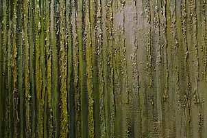 Krzysztof Koniczek - Light in the forest ...