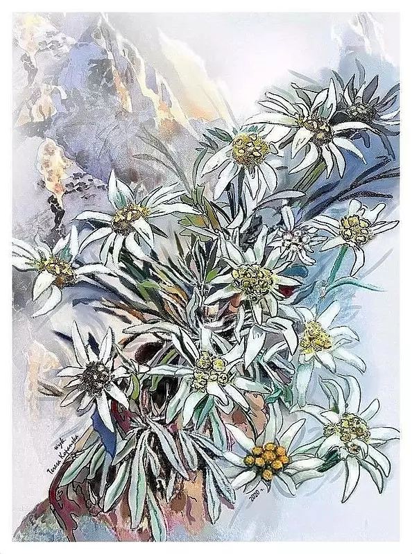 Teresa Kopańska - Edelweiss