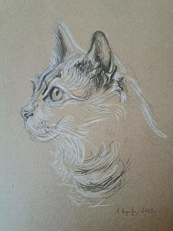 Amelia Augustyn - Szary kot 