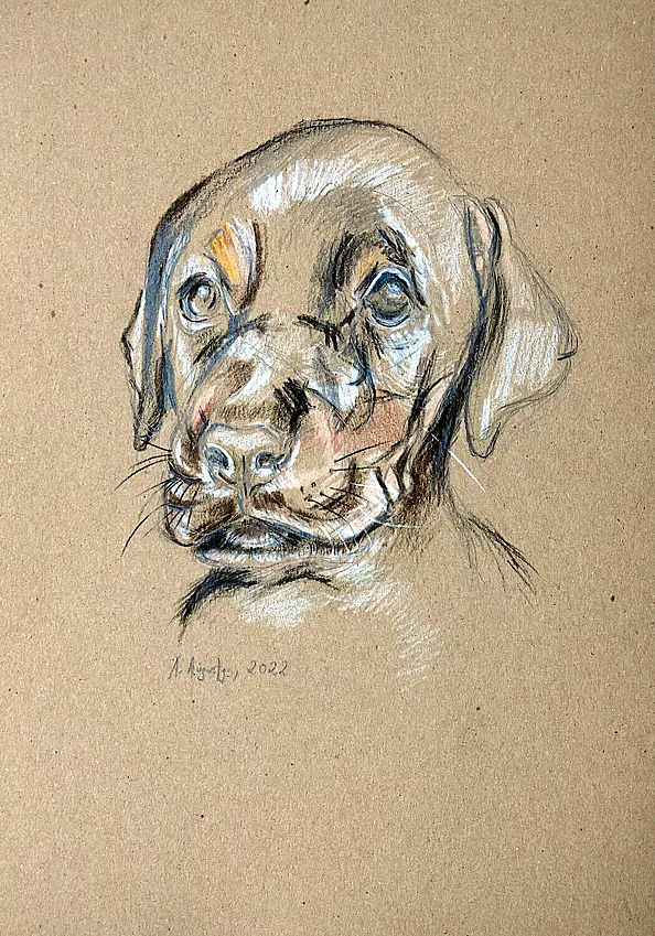 Amelia Augustyn - Puppy