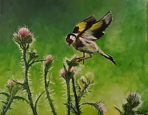   - Goldfinch on thistles