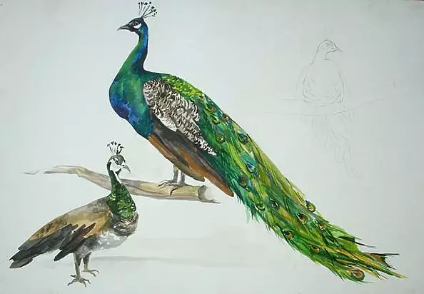 Sonia Pajgert - Sketch