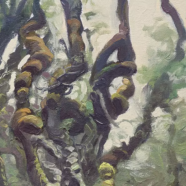 Wojciech Pater - Te Araroa trail in the Longwood Forest