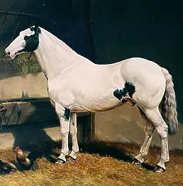 Andrzej Novak-Zemplinski - The Cob