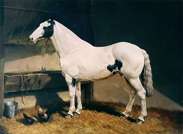 Andrzej Novak-Zemplinski - The Cob