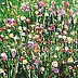 Massimo Spolon - Feld mit Blumen bedeckt
