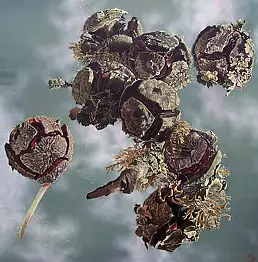 Pelizzari Gregory - The Great Escape