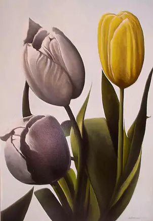 Sergio Rotunno - Tulipany