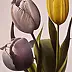 Sergio Rotunno - Tulipany