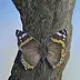 Silvano Drei - Schmetterling mit einem Stamm