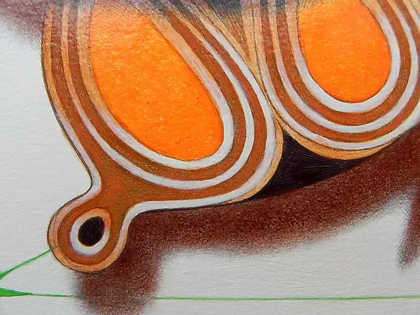 federico cortese - The curl butterfly