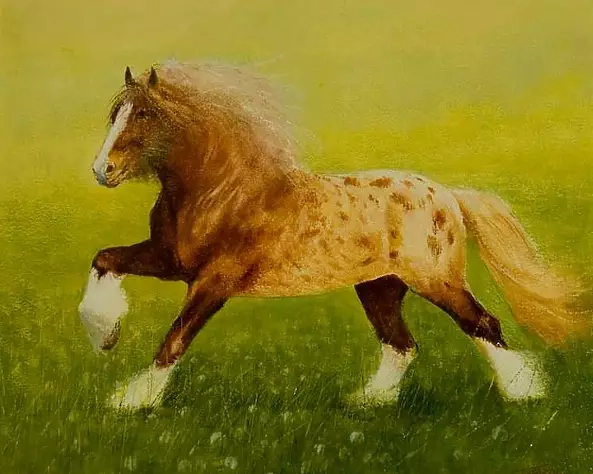 Tadeusz Gazda - And horses